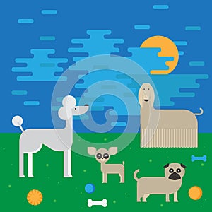 Flat dog characters set, cartoon pet animal collection chihuahua, pug and afgan greyhound on the walk