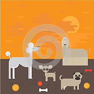 Flat dog characters set, cartoon pet animal collection chihuahua, pug and afgan greyhound on the walk