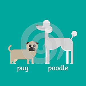 Flat dog characters set, cartoon pet animal collection, pug and poodle