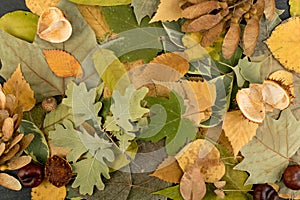Flat Dried Leaves or Forest Floor in Camouflage Colors