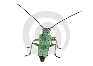 Flat-faced longhorns beetle isolated on white background, Saperda punctata