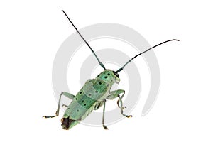 Flat-faced longhorns beetle isolated on white background, Saperda punctata