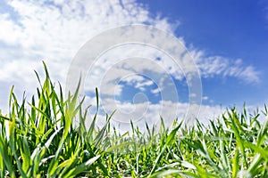 Flat field of green wheat, grew up under the blue sky. Arable lan