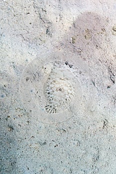 Flat fish