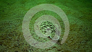 Flat fish Sand sole Pegusa lascaris, similar to sand