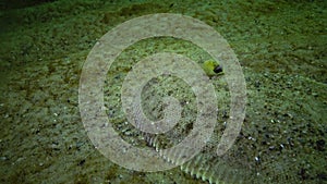 Flat fish Sand sole Pegusa lascaris, similar to sand