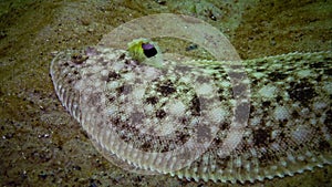 Flat fish Sand sole Pegusa lascaris, similar to sand