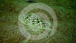 Flat fish Sand sole Pegusa lascaris, similar to sand