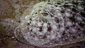 Flat fish Sand sole Pegusa lascaris, similar to sand