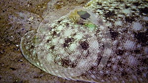 Flat fish Sand sole Pegusa lascaris, similar to sand