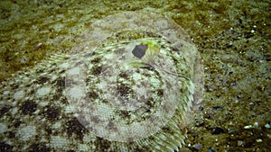 Flat fish Sand sole Pegusa lascaris, similar to sand