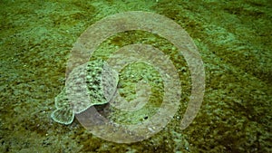 Flat fish Sand sole Pegusa lascaris, similar to sand