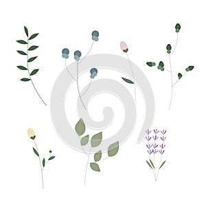 Flat flowers and leaves. Botany objects with leaves. Florist elments
