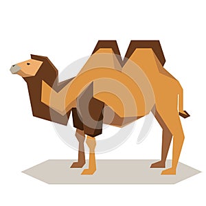 Flat geometrical Bactrian camel