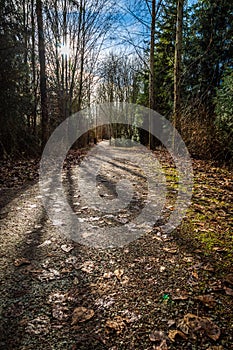 Flat gravel path has a few leaves and long shadows from tall trees on a fresh winter morning