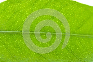 Flat a green leaf of citrus-tree. Isolated on white background.