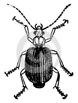 Flat Ground Beetle, vintage illustration