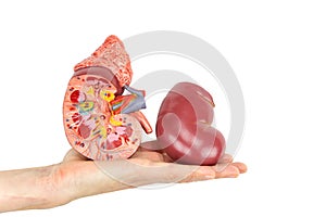 Flat hand showing model human kidney