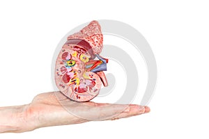 Flat hand showing model with inside of human kidney