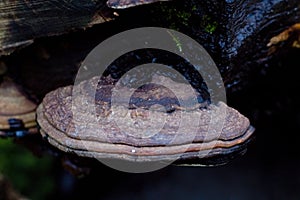 Flat Head Brown Mushroom Growing on A Tree