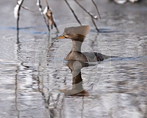 Flat Head Hooded MErganser