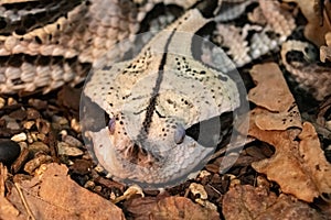 The flat Head of a venomous Gabonese Viper curled up on the ground.Bitis gabonica. photo