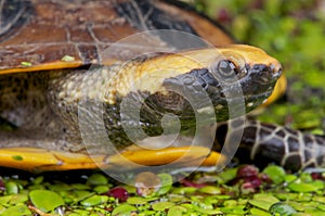 Flat-headed turtle