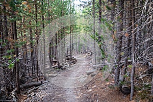 Flat hiking trail path through a forest of lodgepole pine trees to Mystic Falls in Yellowstone National Park