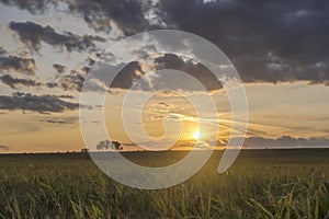 Flat hill meadow timelapse at the summer sunset time. Wild nature and rural field. Sun rays, trees, green grass movement