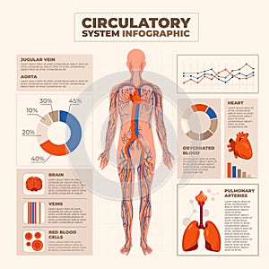 Flat human body infographic about circulatory system