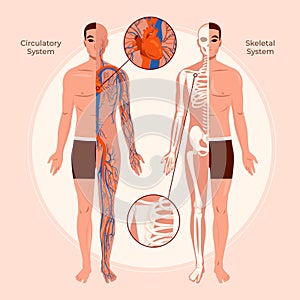 Flat human body organ systems composition