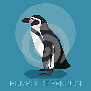 Flat Humboldt penguin