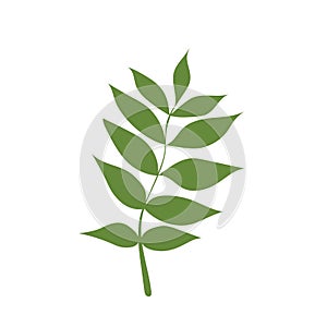 Flat icon ash leaf