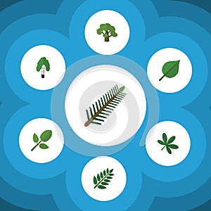 Flat Icon Nature Set Of Acacia Leaf, Foliage, Maple And Other Vector Objects. Also Includes Leaf, Tree, Foliage Elements