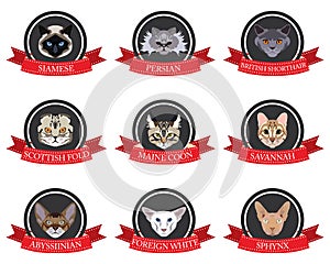 Flat icons set of pedigreed cats with the names