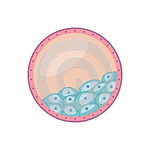 Flat illustration of human blastocyst cell