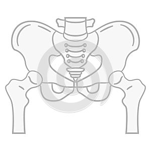 Flat illustration of the pelvis