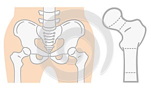 Flat illustration of the pelvis