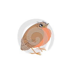 Flat illustration of thrush chick isolated on whte