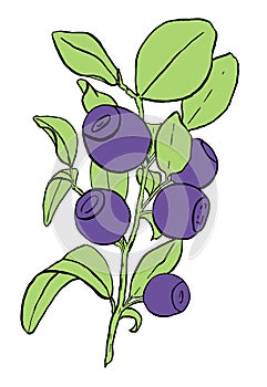 Flat image of branch of ripe blueberry. Hand-drawn illustration of bilberry simply colored. Blue berries and green