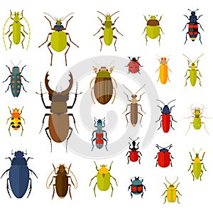 Flat insect set isolated on the white