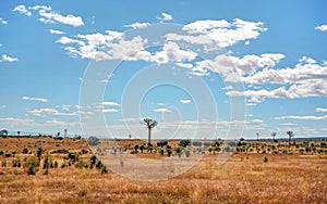 Flat land with low grass, some baobab trees growing in distance, typical landscape of Maninday, region Madagascar