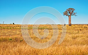 Flat land with low orange yellow grass, some baobab trees growing in distance, typical landscape of Maninday, region