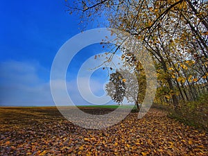 Flat land Vojvodina