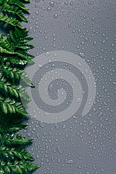 flat lay with arrangement of green fern plants with water drops