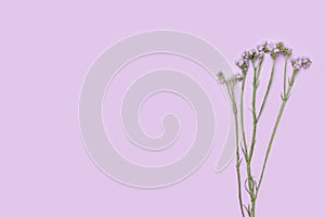 Flat lay arrangment of purple statice flowers on purple background. Top view with creative copy space