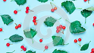 Flat lay autumn. Green leafs, dry leaves, red fruits Rowans isolated on pastel blue background - Nature pattern. Autumn, fall