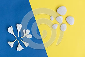 Flat lay beautiful Frangipani flowers and white stones frame on yellow,blue background