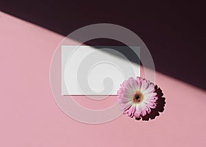 Flat lay of branding identity business name card on a pink background with a gerbera flower, light and shadow. Top view. Work,
