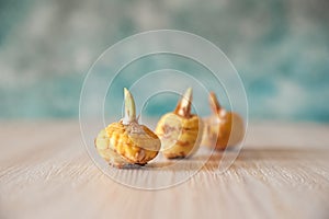 Flat lay bulbs of gladioli on a blue background and copy space